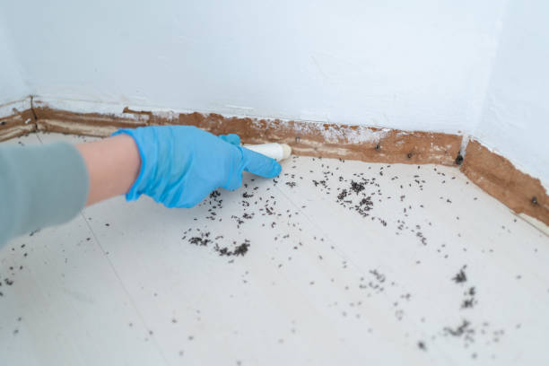 Best Residential Pest Control  in Bethlehem Village, CT